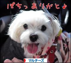 にほんブログ村 犬ブログ マルチーズへ