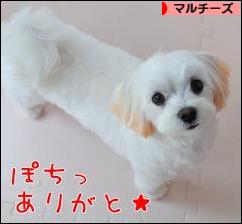 にほんブログ村 犬ブログ マルチーズへ