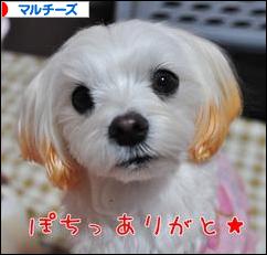 にほんブログ村 犬ブログ マルチーズへ