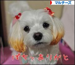 にほんブログ村 犬ブログ マルチーズへ