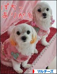 にほんブログ村 犬ブログ マルチーズへ