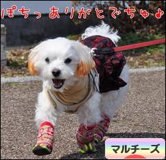 にほんブログ村 犬ブログ マルチーズへ