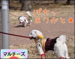 にほんブログ村 犬ブログ マルチーズへ