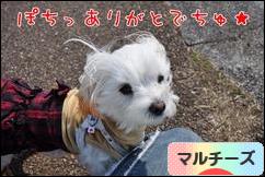 にほんブログ村 犬ブログ マルチーズへ