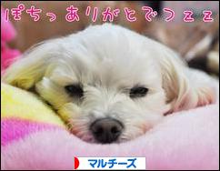 にほんブログ村 犬ブログ マルチーズへ