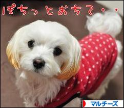にほんブログ村 犬ブログ マルチーズへ