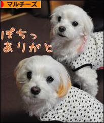 にほんブログ村 犬ブログ マルチーズへ