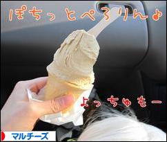 にほんブログ村 犬ブログ マルチーズへ
