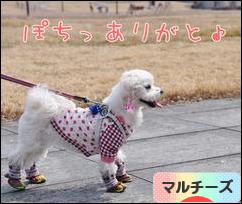 にほんブログ村 犬ブログ マルチーズへ