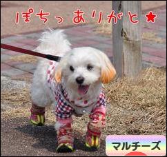 にほんブログ村 犬ブログ マルチーズへ