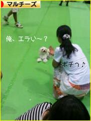 にほんブログ村 犬ブログ マルチーズへ