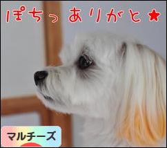 にほんブログ村 犬ブログ マルチーズへ