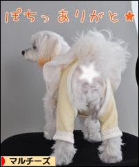 にほんブログ村 犬ブログ マルチーズへ