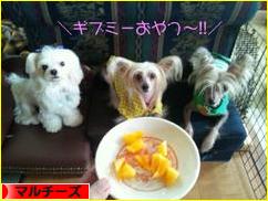 にほんブログ村 犬ブログ マルチーズへ