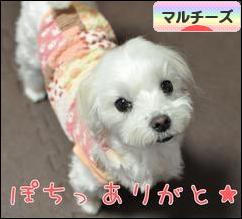 にほんブログ村 犬ブログ マルチーズへ