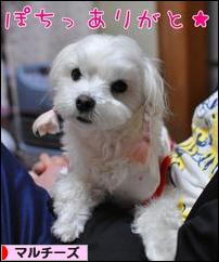 にほんブログ村 犬ブログ マルチーズへ