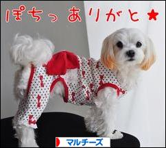 にほんブログ村 犬ブログ マルチーズへ