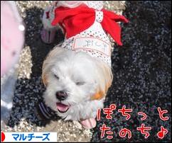 にほんブログ村 犬ブログ マルチーズへ