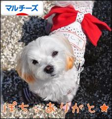 にほんブログ村 犬ブログ マルチーズへ