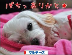 にほんブログ村 犬ブログ マルチーズへ