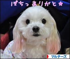 にほんブログ村 犬ブログ マルチーズへ