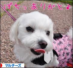 にほんブログ村 犬ブログ マルチーズへ