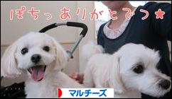 にほんブログ村 犬ブログ マルチーズへ