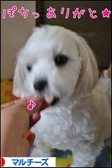 にほんブログ村 犬ブログ マルチーズへ