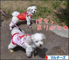 にほんブログ村 犬ブログ マルチーズへ
