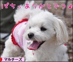 にほんブログ村 犬ブログ マルチーズへ