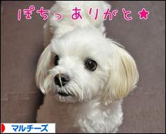 にほんブログ村 犬ブログ マルチーズへ
