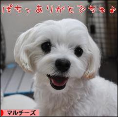 にほんブログ村 犬ブログ マルチーズへ