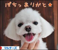 にほんブログ村 犬ブログ マルチーズへ
