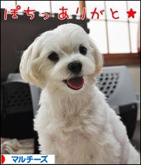 にほんブログ村 犬ブログ マルチーズへ