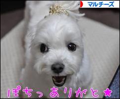 にほんブログ村 犬ブログ マルチーズへ