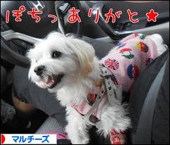 にほんブログ村 犬ブログ マルチーズへ