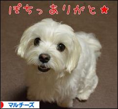 にほんブログ村 犬ブログ マルチーズへ