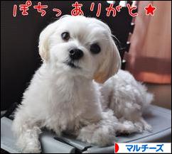 にほんブログ村 犬ブログ マルチーズへ