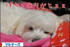 にほんブログ村 犬ブログ マルチーズへ