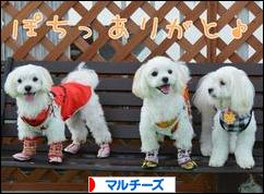にほんブログ村 犬ブログ マルチーズへ