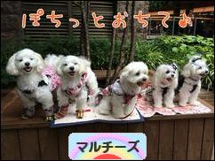 にほんブログ村 犬ブログ マルチーズへ