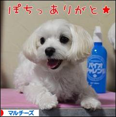 にほんブログ村 犬ブログ マルチーズへ