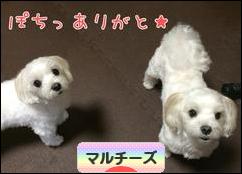 にほんブログ村 犬ブログ マルチーズへ