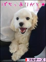 にほんブログ村 犬ブログ マルチーズへ