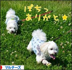 にほんブログ村 犬ブログ マルチーズへ