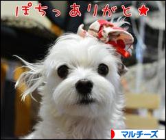 にほんブログ村 犬ブログ マルチーズへ