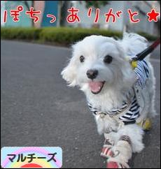 にほんブログ村 犬ブログ マルチーズへ
