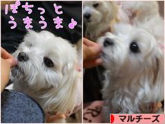 にほんブログ村 犬ブログ マルチーズへ
