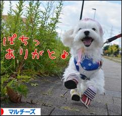 にほんブログ村 犬ブログ マルチーズへ