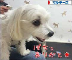 にほんブログ村 犬ブログ マルチーズへ